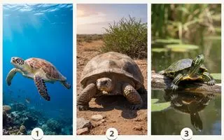 تست شخصیت شناسی : لاکپشتی که انتخاب می‌ کنید، رازهای درونی تان رو فاش می‌ کند!