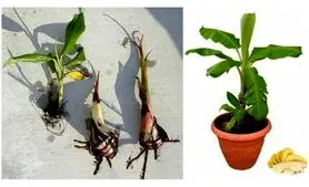 دیگه لازم نیست موز بخری خودت تو خونه بکار | پرورش موز با نوشابه در خانه 

