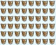 بازی فکری:حتی شکارچیانی با ۴۰ سال سابقه هم نمیتوانند در ۶ ثانیه ببر متفاوت را پیدا کنند!