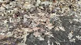 بازی فکری : اگه بتونی قورباغه رو تو ۶ ثانیه پیدا کنی آزمون خلبانی آمریکارو قبول میشی!