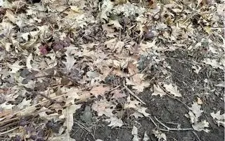 بازی فکری : اگه بتونی قورباغه رو تو ۶ ثانیه پیدا کنی آزمون خلبانی آمریکارو قبول میشی!