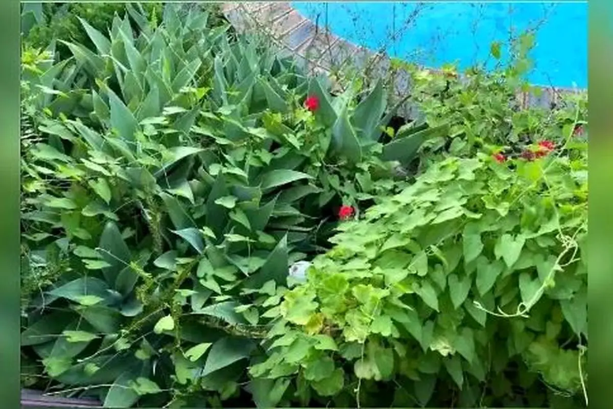 بازی فکری : فقط یک چشم عقابی می تواند تو 10 ثانیه مار را پیدا می کند!