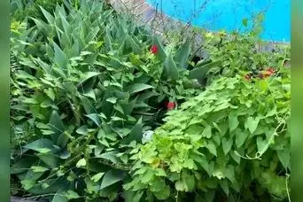 بازی فکری : فقط یک چشم عقابی می تواند تو 10 ثانیه مار را پیدا می کند!