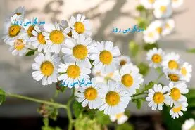 خواص شفا بخش و شگفت انگیز  بابونه و دمنوش آن