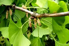 اگه میخوای حافظت مثل ساعت کار کنه از این گیاه غافل نشو