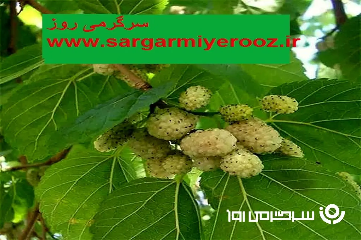 طرز تهیه دمنوش برگ توت سفید+ خواص شکفت انگیز