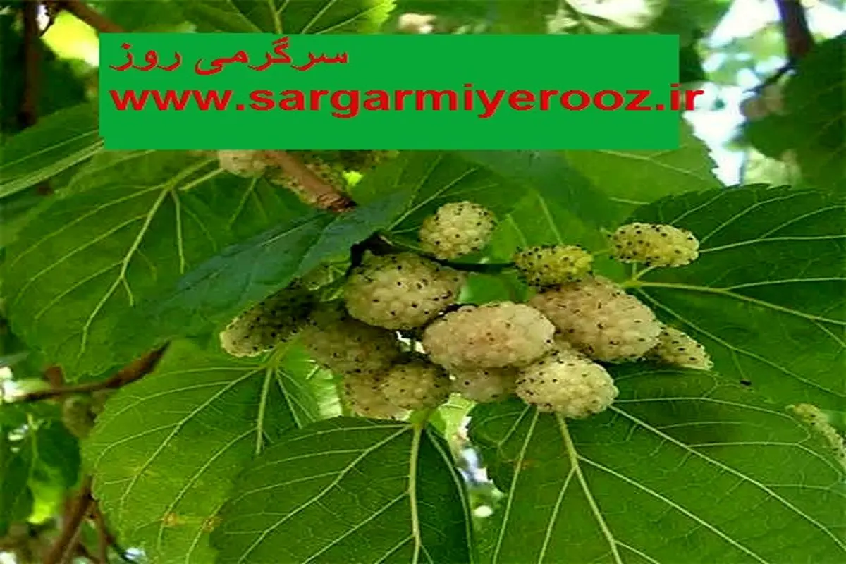 آموزش کاشت توت سفید در گلدان + روش نگهداری