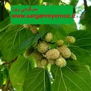 طرز تهیه دمنوش برگ توت سفید+ خواص شکفت انگیز
