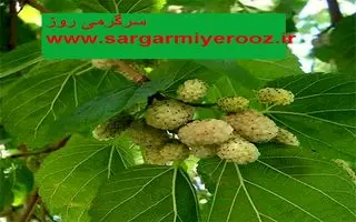 آموزش کاشت توت سفید در گلدان + روش نگهداری