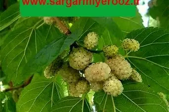 آموزش کاشت توت سفید در گلدان + روش نگهداری