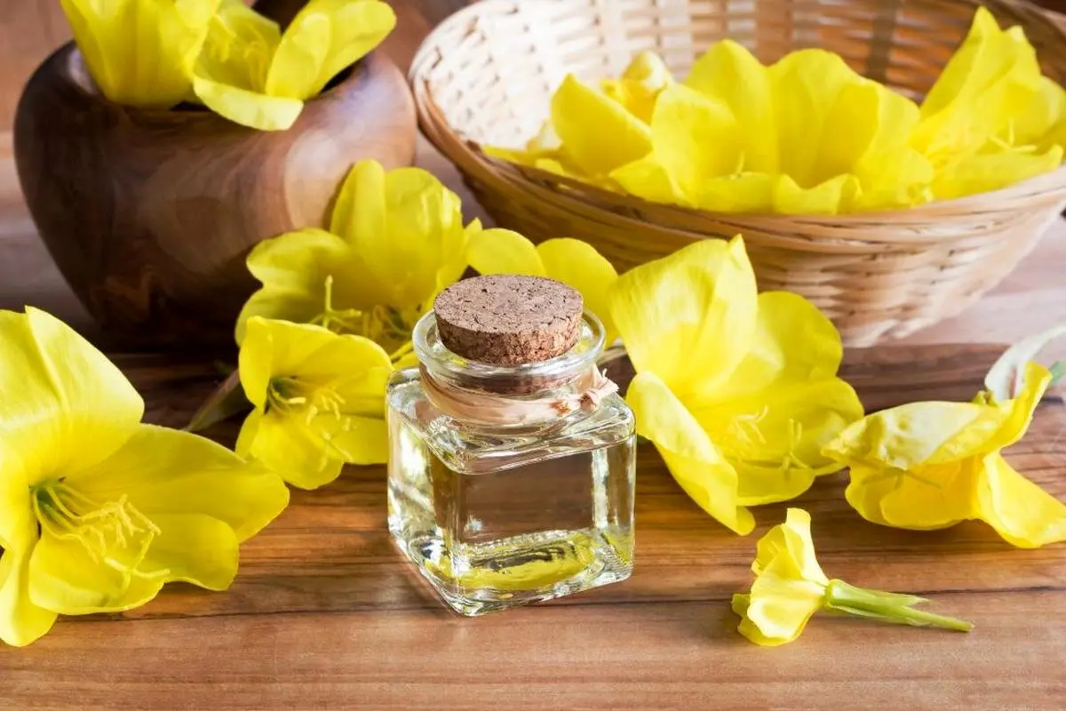 خواص بی نظیر روغن گل مغربی برای سلامت زنان