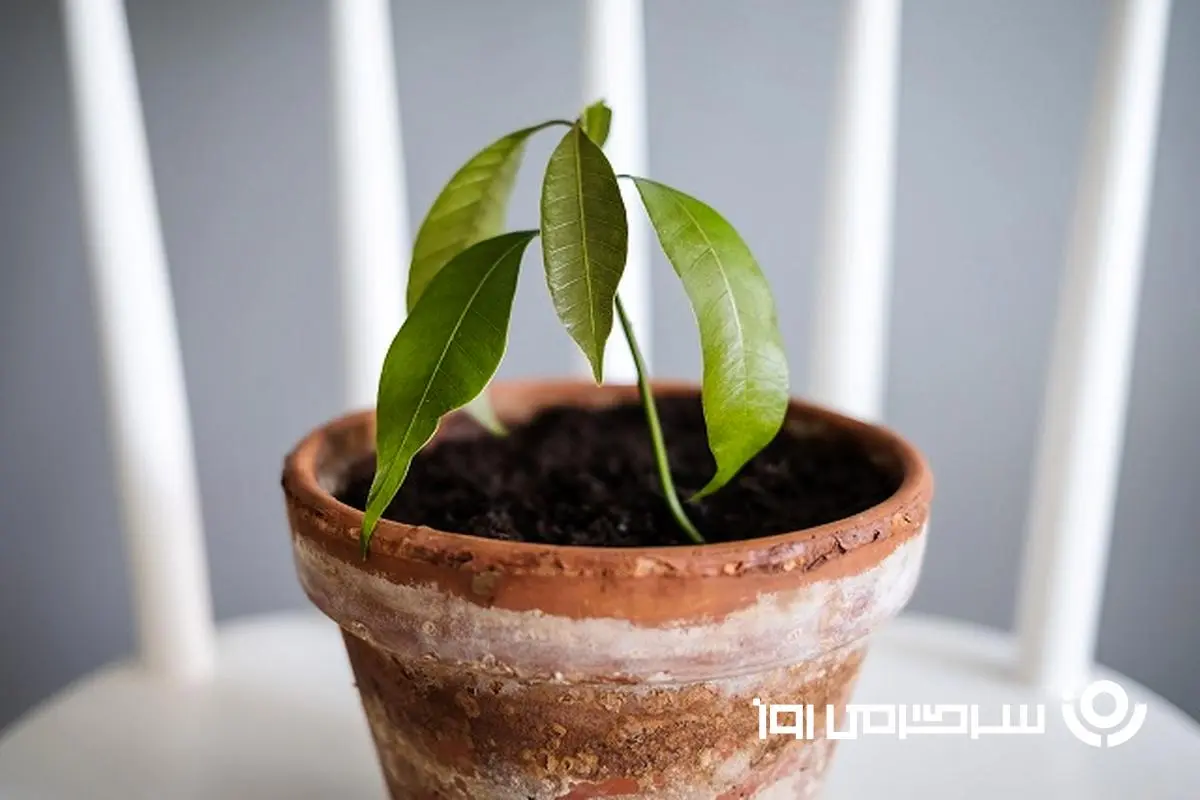 آموزش کاشت انبه در گلدان + روش نگهداری