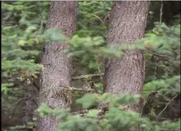 بازی فکری :اگه جغد مخفی و تو 6 ثانیه پیدا کنی آزمون خلبانی آمریکا رو شاخته!