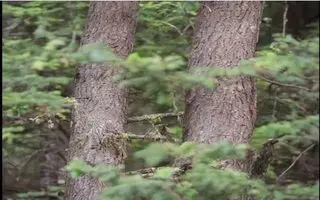 بازی فکری :اگه جغد مخفی و تو 6 ثانیه پیدا کنی آزمون خلبانی آمریکا رو شاخته!