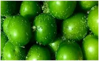 از کاهش چربی خون تا سلامت معده؛ خواص باورنکردنی گوجه سبز که تا حالا نمی دانستید!