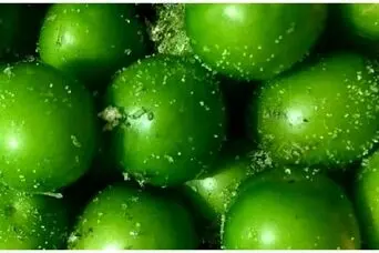 کاشت گوجه سبز در گلدان+ آموزش و روش نگهداری