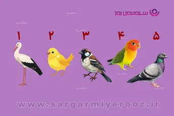 تست شخصیت شناسی | یکی از این پرنده‌ها را انتخاب کنید؛ دیگران شما را این‌طور می‌بینند