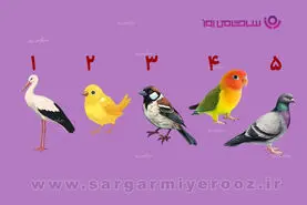 تست شخصیت شناسی | یکی از این پرنده‌ها را انتخاب کنید؛ دیگران شما را این‌طور می‌بینند
