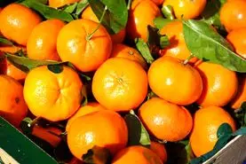 کاهش کلسترول  و تنظیم  فشار خون با این میوه پاییزی