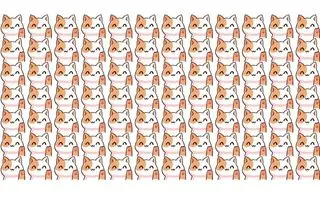 بازی فکری: فقط ۱٪ از مردم می‌توانند گربه پنهان را در ۹ ثانیه پیدا کنند!