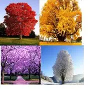 تست شخصیت شناسی : با انتخاب یک درخت مهمترین ویژگی شخصیتی تان را بشناسید!