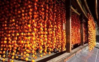 خشک کردن خرمالو ؛ خشک کردن در خانه بدون نیاز به تجهیزات خاص