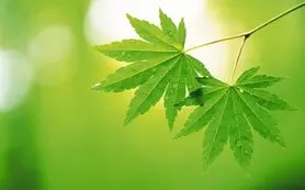 درمان درد مفاصل با عرق برگ این گیاه دم دستی