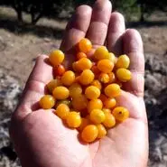 خداحافظی با قولنج با خوردن این میوه