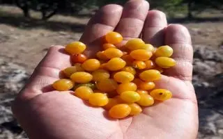 خداحافظی با قولنج با خوردن این میوه