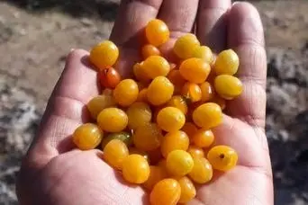 خداحافظی با قولنج با خوردن این میوه