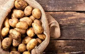 یک عمر اشتباهی سیب زمینی نگه میداشتیم | با این روش دیگه سیب زمینی ها جوونه نمیزنه