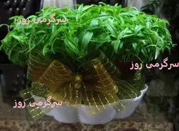 آموزش کاشت سبزه جو برای عید نوروز