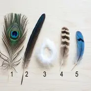 تست شخصیت: یک پر انتخاب کنید و شخصیتتان را بشناسید/ با این آزمون به شخصیت های عمیقی که ازش خبر ندارید پی ببرید!