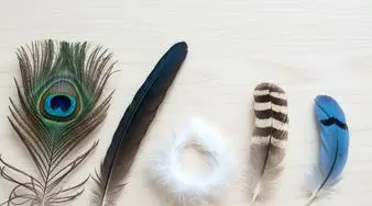 تست شخصیت: یک پر انتخاب کنید و شخصیتتان را بشناسید/ با این آزمون به شخصیت های عمیقی که ازش خبر ندارید پی ببرید!