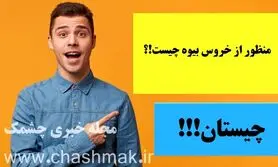چیستان روز | منظور از خروس بیوه چیست!؟

