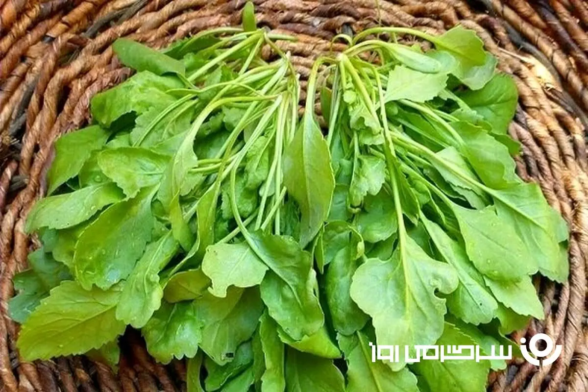 این سبزی شفا بخش سرشار از ویتامین های E ، C ، B ، A ، ایزوتیوزینات و اسیدهای چرب امگا 3