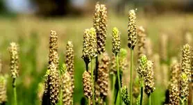 دانه این گیاه یبوست و اسهال را برطرف،دیابت، التهاب روده، چربی و فشار خون را درمان می کند