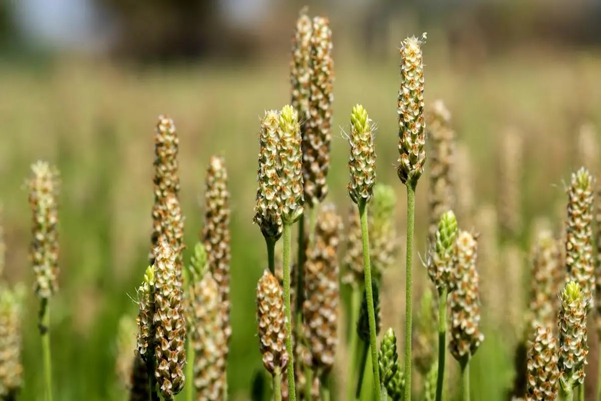 دانه این گیاه یبوست و اسهال را برطرف،دیابت، التهاب روده، چربی و فشار خون را درمان می کند