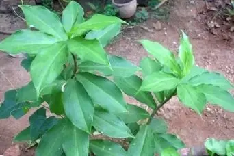 این گیاه انسولین طبیعی است