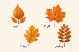 تست شخصیت شناسی | کدام برگ پاییزی بیشتر به دلتان می‌نشیند؟ انتخابتان یک ویژگی مهم شما را نشان می‌دهد