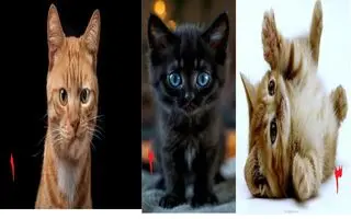 تست شخصیت شناسی : با انتخاب یک گربه بفهمید رویاپرداز هستید یا واقع‌بین؟