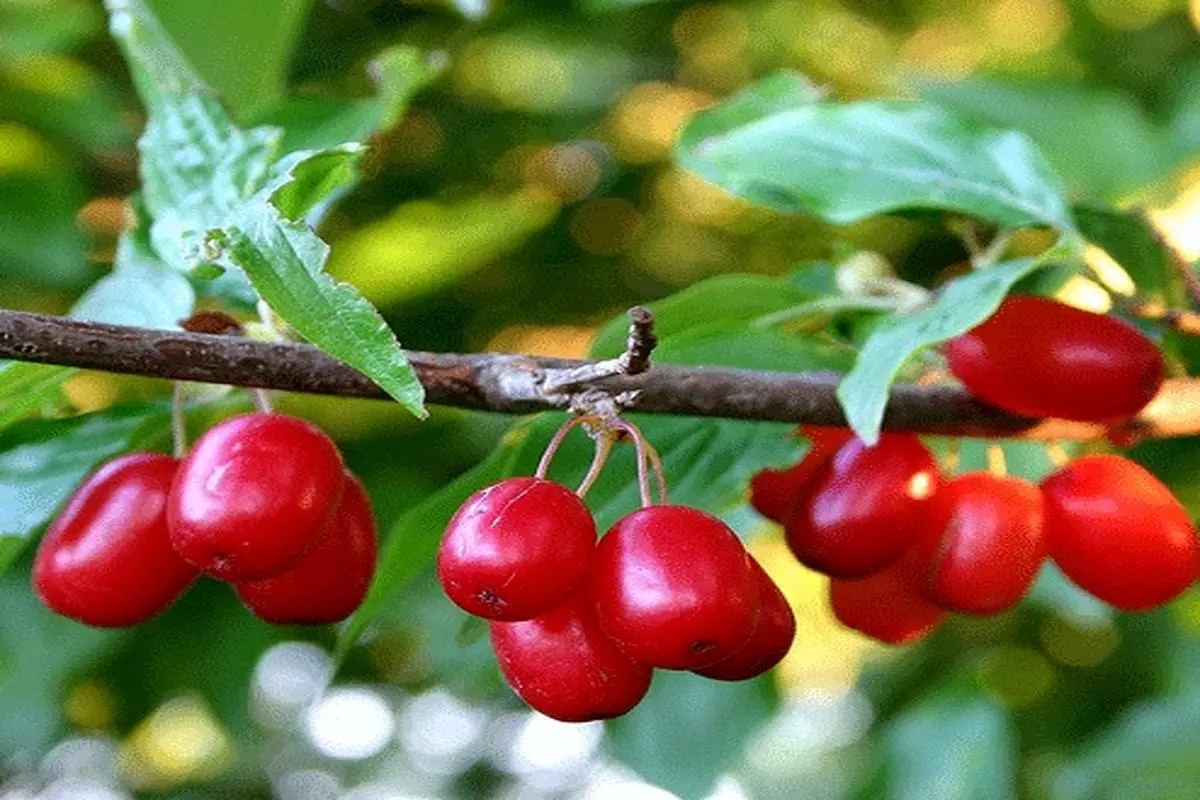 گران ترین داروهای خارجی برای عفونت مجاری ادراری و سنگ کلیه و کلسترول بالا از این میوه ایرانی تولید می شود 