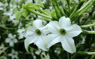 معرفی تنباکوی ایرانی گیاهی زینتی و معطر که گل‌هایش شب‌ها باز می‌شود