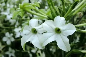 معرفی تنباکوی ایرانی گیاهی زینتی و معطر که گل‌هایش شب‌ها باز می‌شود