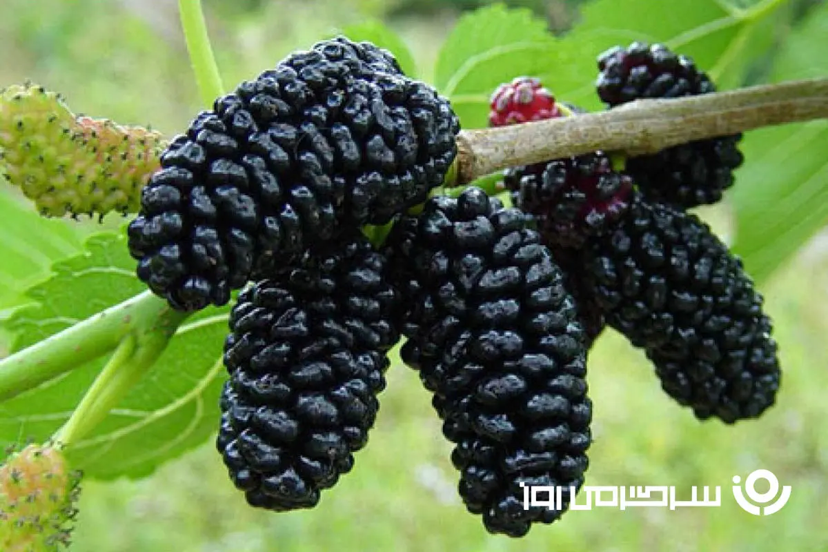 طرز تهیه سرکه توت سیاه بدون کپک نزدن در خانه | ترفند جادویی تهیه سرکه توت در نیم ساعت