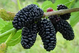 طرز تهیه سرکه توت سیاه بدون کپک نزدن در خانه | ترفند جادویی تهیه سرکه توت در نیم ساعت