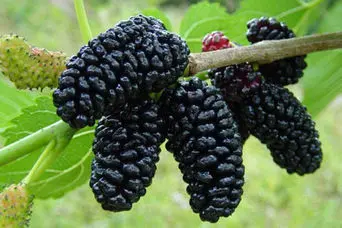 طرز تهیه سرکه توت سیاه بدون کپک نزدن در خانه | ترفند جادویی تهیه سرکه توت در نیم ساعت