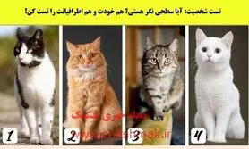 تست شخصیت شناسی | یکی از گربه هارو انتخاب کن تا ببنی چقدر میتونی به اطرافیانت اعتماد کنی
