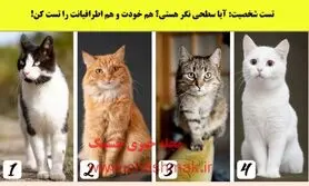تست شخصیت شناسی | یکی از گربه هارو انتخاب کن تا ببنی چقدر میتونی به اطرافیانت اعتماد کنی
