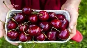 اثربخشی بهتر از کدئین و درمان تضمینی کم خونی با این میوه نوبرانه